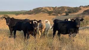 Casey Redtail Ranch